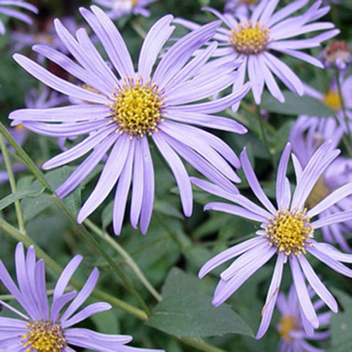 Aster frikartii 'Monch'