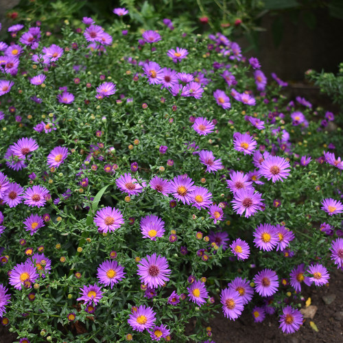 Aster 'Wood's Purple'