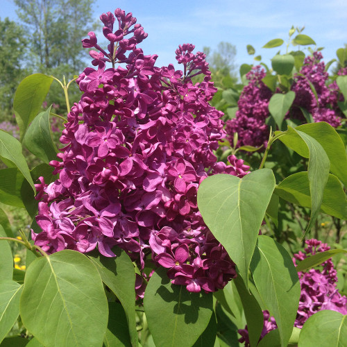 Syringa vulgaris 'Monge'