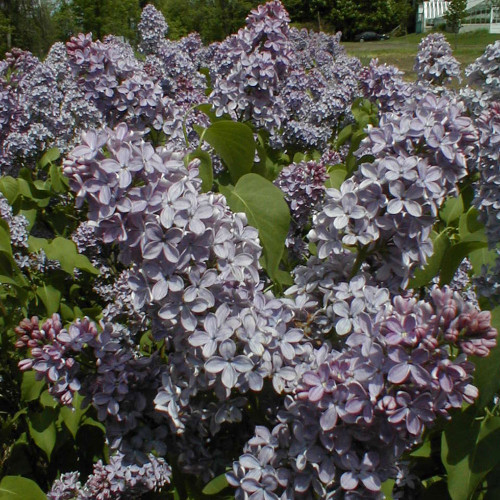 Syringa vulgaris 'Yankee Doodle'