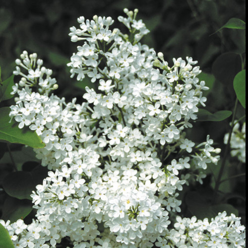 Syringa x hyacinthiflora 'Betsy Ross'
