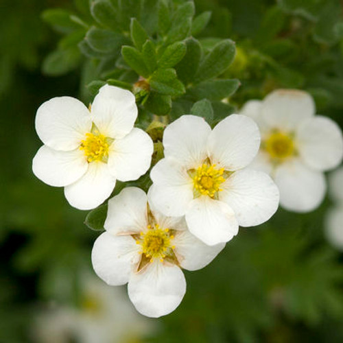 Potentilla fruticosa 'McKay's White'