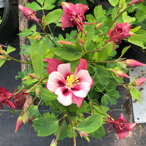 Aquilegia 'Songbird Cardinal'