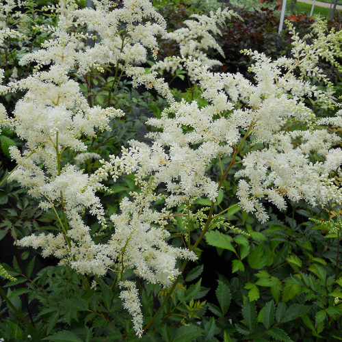 Astilbe x arendsii 'Bridal Veil'