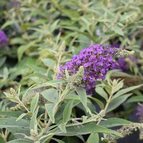 Buddleia 'Blue Chip Jr.'
