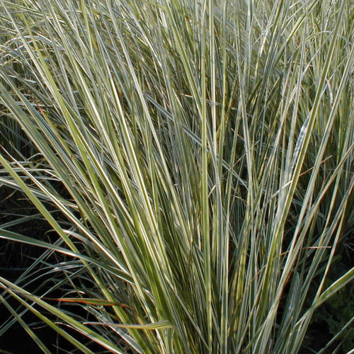 Calamagrostis acutiflora 'Overdam'