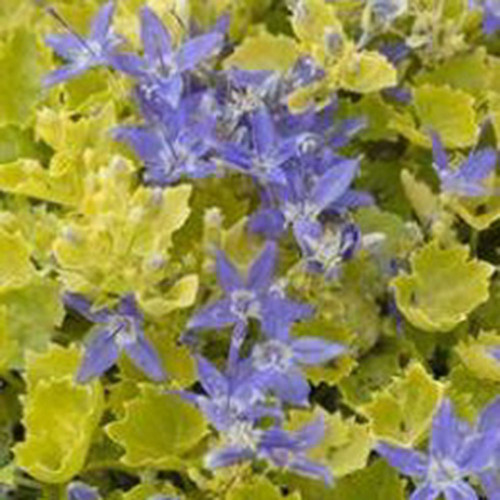 Campanula 'Dickson's Gold'