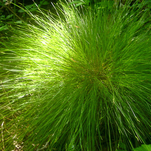 Carex appalachica