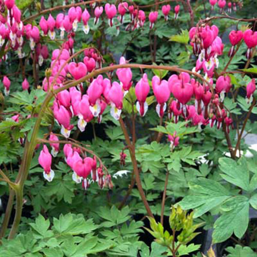 Dicentra spectabilis