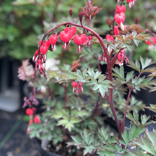 Dicentra spectabilis 'Valentine'