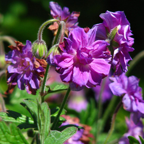 Geranium himalayense 'Plenum'
