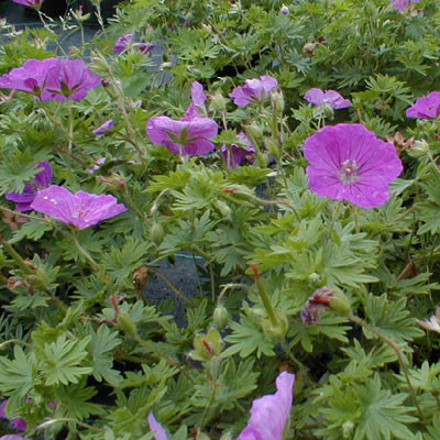 Geranium sanguineum