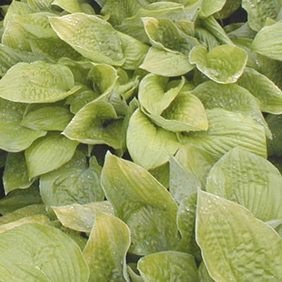 Hosta 'August Moon'
