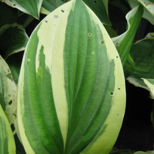Hosta 'Austin Dickinson'