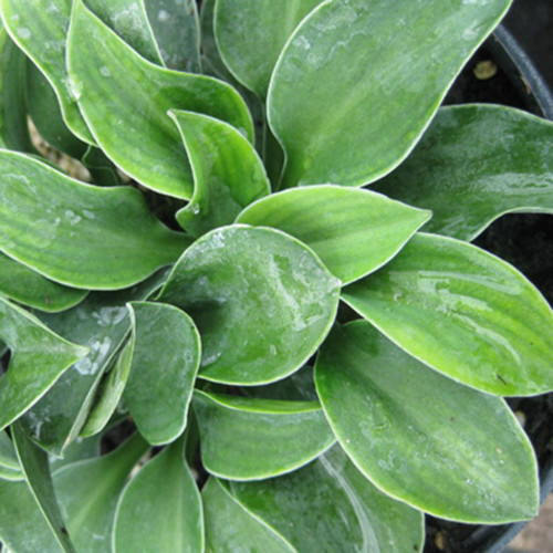 Hosta 'Blue Mouse Ears'