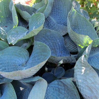 Hosta 'Drinking Gourd'