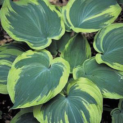 Hosta 'Earth Angel'