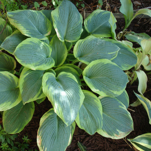 Hosta 'Frances Williams'