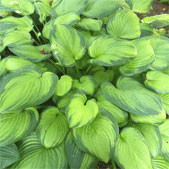 Hosta 'Guacamole'