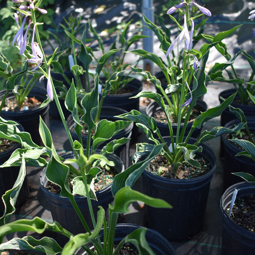 Hosta 'Praying Hands'