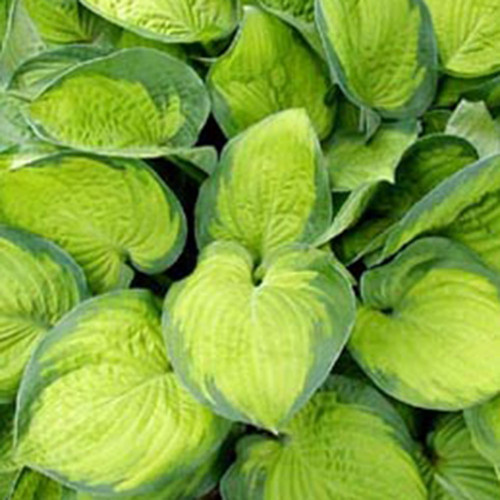 Hosta 'September Sun'