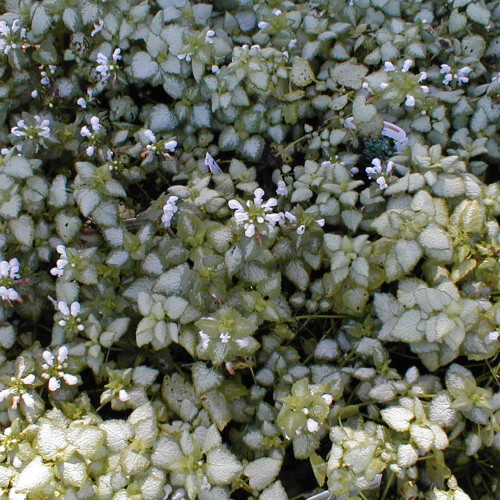 Lamium maculatum 'White Nancy'