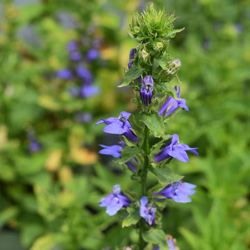 Lobelia silphitica