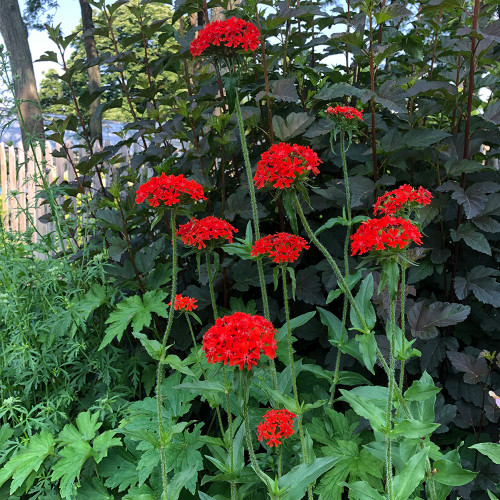 Lychnis chalcedonica