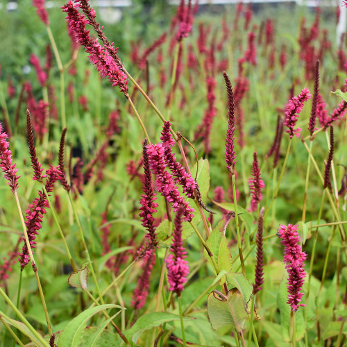 Persicaria amplexicaulis 'Firetail'