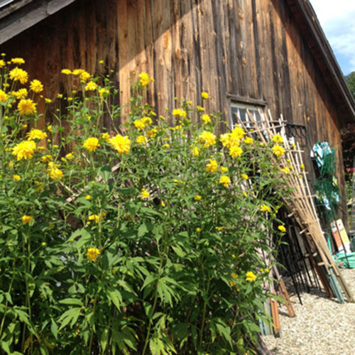 Rudbeckia laciniata 'Hortensia'