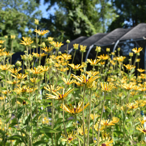 Rudbeckia sub. 'Henry Eilers'