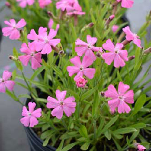 Silene 'Short & Sweet'