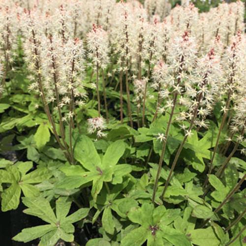 Tiarella cordifolia 'Oakleaf'