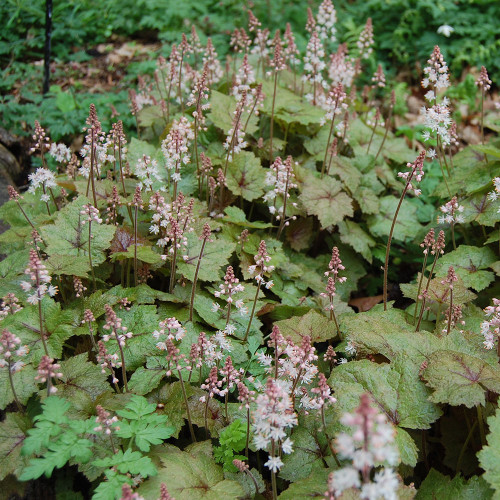 Tiarella wherryi
