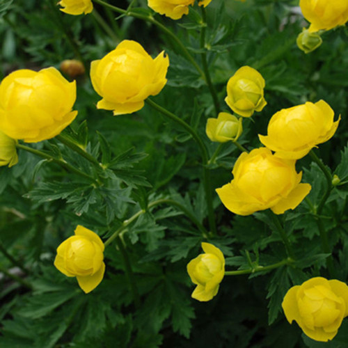 Trollius europaeus 'Superbus'