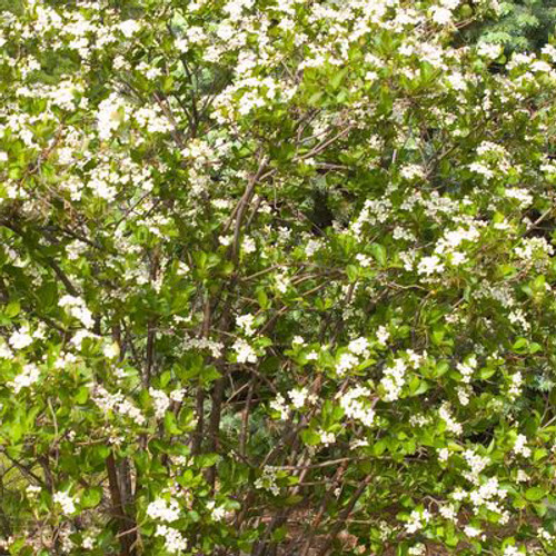 Aronia melanocarpa 'Autumn Magic'