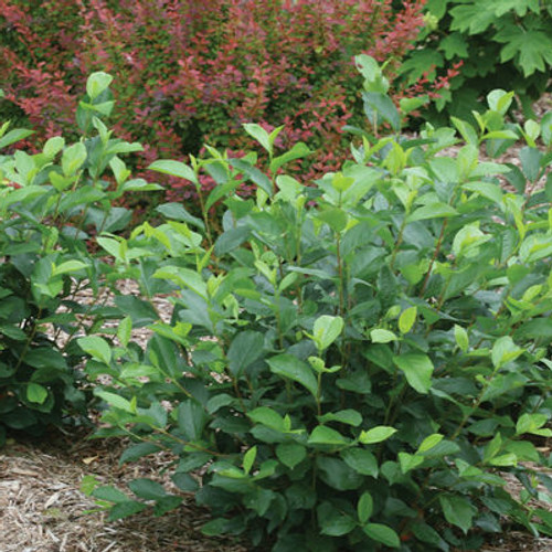 Aronia melanocarpa 'Low Scape Mound'