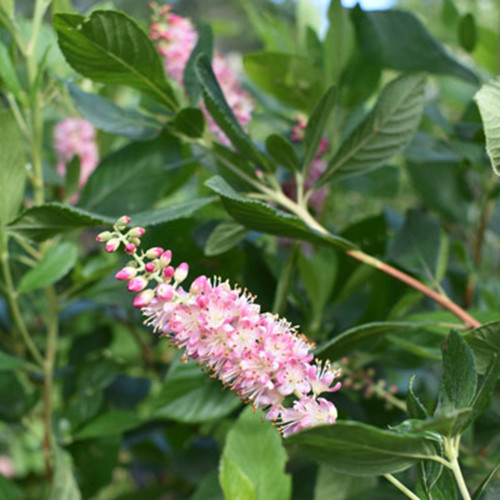 Clethra alnifolia 'Ruby Spice'