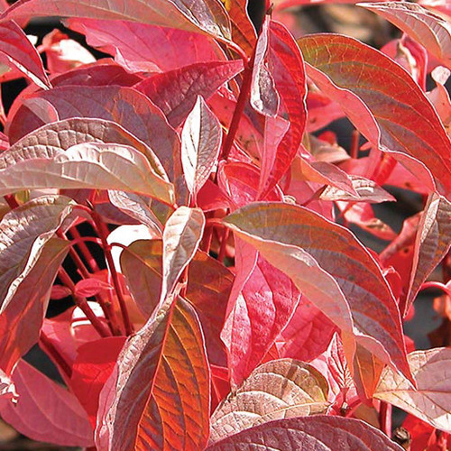 Cornus sericea 'Baileyi'