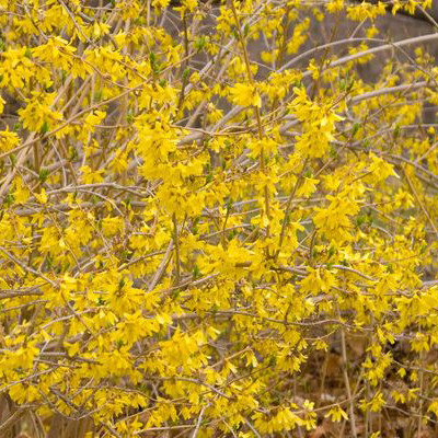 Forsythia 'Northern Gold'