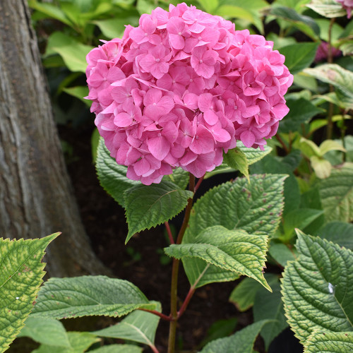 Hydrangea macrophylla 'Bloomstruck'