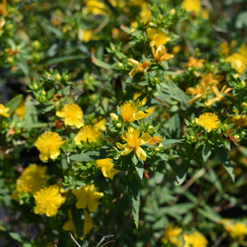 Hypericum kalmianum 'Ames'