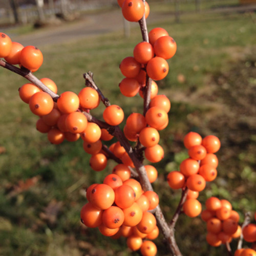 Ilex verticillata 'Afterglow'