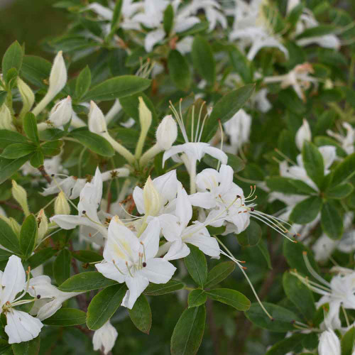 Rhododendron viscosum