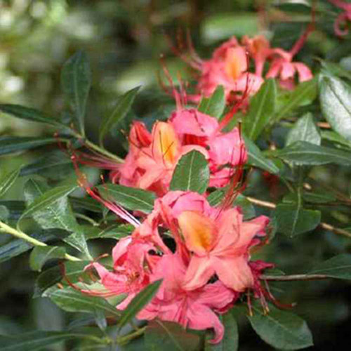 Rhododendron 'Weston's Popsicle'