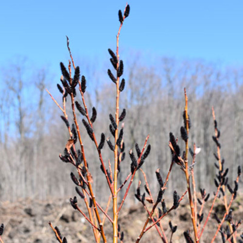 Salix gracilistyla 'Melanostachys'
