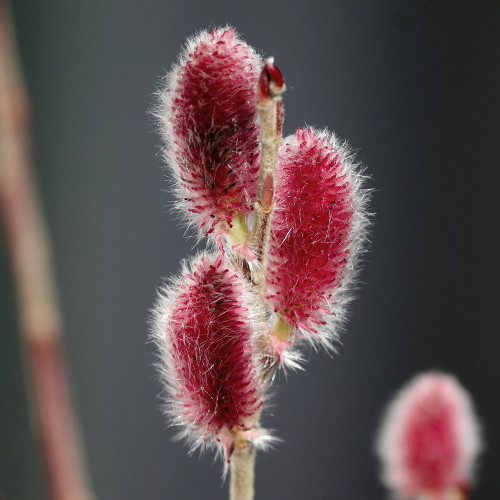 Salix gracilistyla 'Mount Aso'