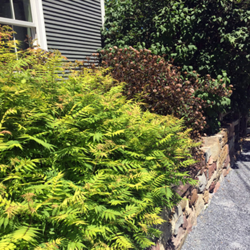 Sorbaria sorbifolia 'Sem'