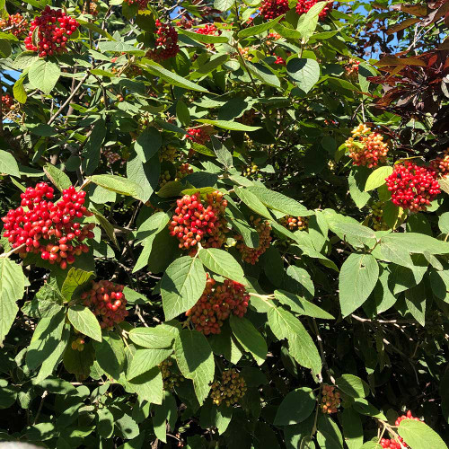 Viburnum lantana 'Mohican'