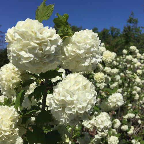 Viburnum opulus 'Roseum'